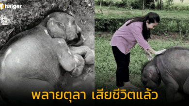ประชาสัมพันธ์ กรมอุทยานแห่งชาติ สัตว์ป่า และพันธุ์พืช