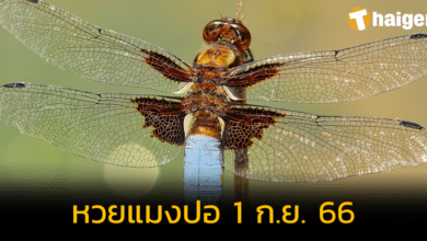 ปีกบาง แต่เงินหนา 'หวยแมงปอ' จัดเต็มเลขเด็ด แจกแนวทางรวย งวด 1 ก.ย. 66
