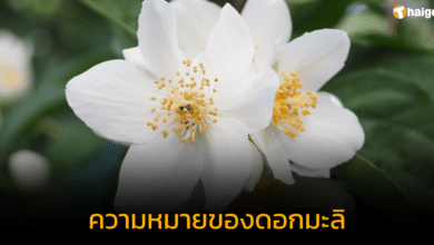 ดอกมะลิ ความหมายดี สัญลักษณ์แทนใจ ระลึกในพระคุณแม่