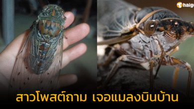 &#039;สาวโพสต์ถาม&#039; เจอแมลงบินเข้ามาในบ้าน เพจดังเฉลยแล้ว ไม่ใช่โคตรจักจั่น