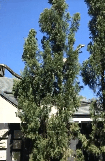 งูเลื้อยขึ้นหลังคา