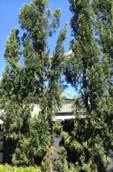 งูเลื้อยขึ้นหลังคา