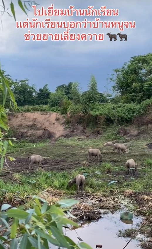 ครูเยี่ยมบ้านนักเรียนเลี้ยงควาย