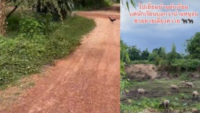 ครูไปเยี่ยมบ้านนักเรียน ช่วยยายเลี้ยงควาย