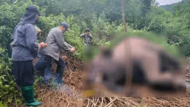 ช้างป่าภูหลวง ถูกยิง