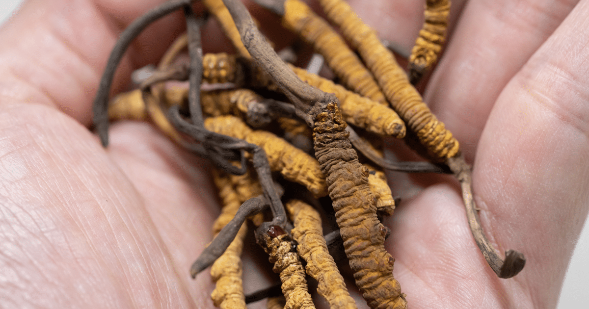 ถั่งเช่า ถั่งเช่าสกัด