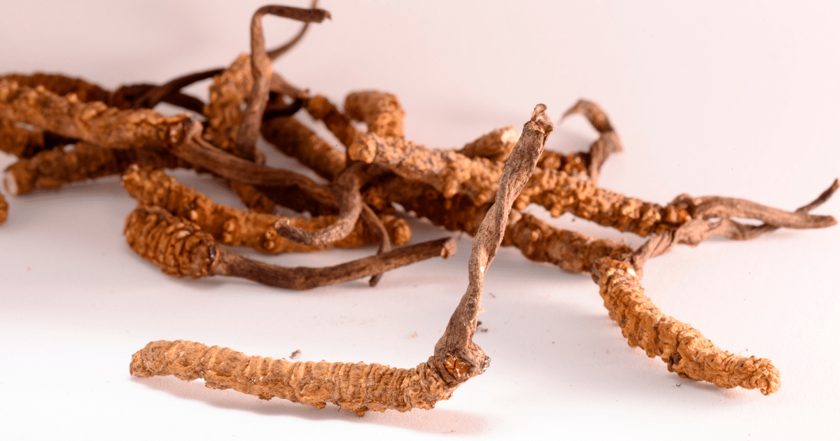 ถั่งเช่า ถั่งเช่าสกัด