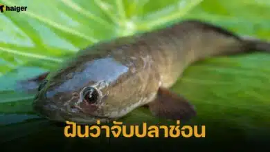 ฝันว่าจับปลาช่อน
