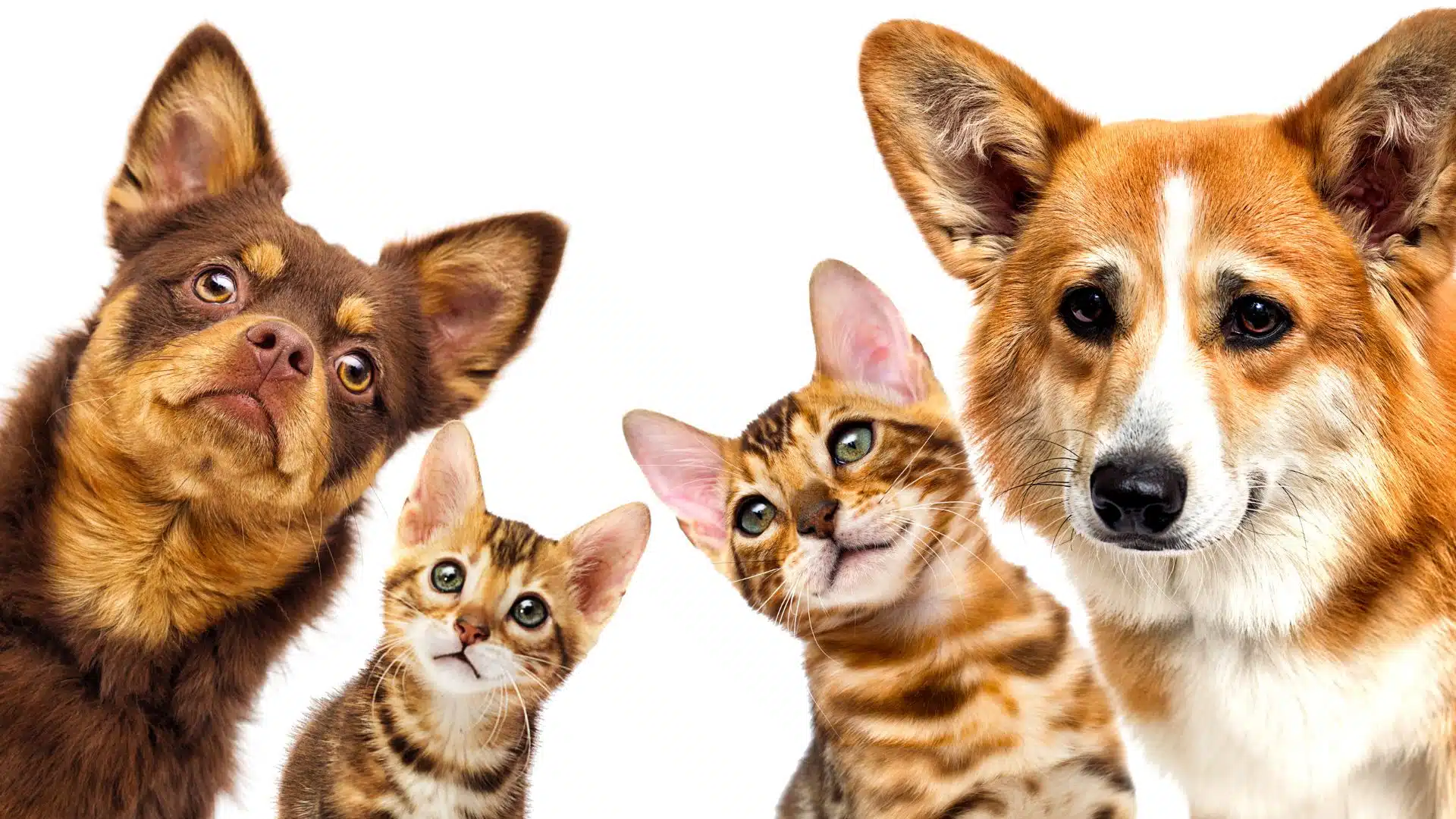 ทำบัตรประชาชนน้องหมา น้องแมว