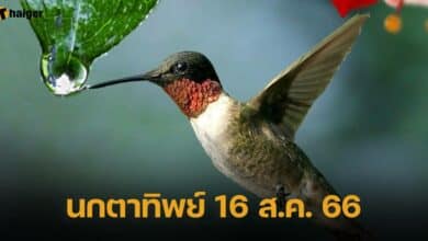 นกตาทิพย์ 16 ส.ค. 66
