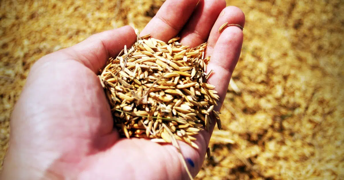 ประวัติ “บุญข้าวประดับดิน” วันที่เท่าไหร่