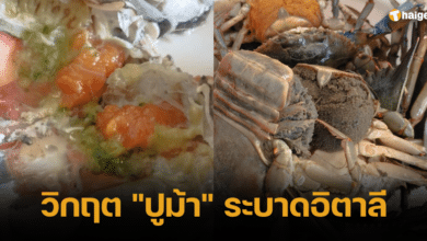 ปูม้าในอิตาลี คนไทย 2023