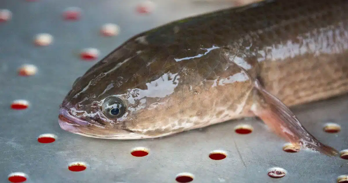 ทำนายฝัน จับปลาช่อน