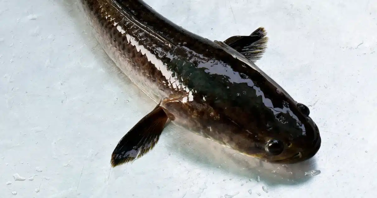 เปิดตำราทำนายฝัน ปลาช่อน