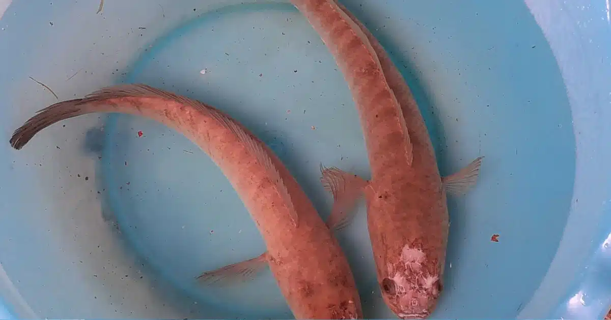 จับปลาช่อนตัวใหญ่ ทำนายความฝัน