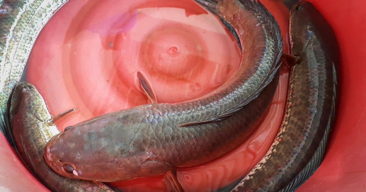 ฝันว่าจับปลาช่อนเต็มมือ