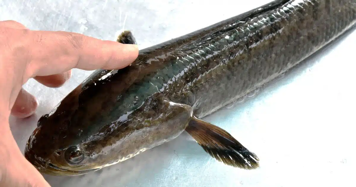 ฝันว่าจับปลาช่อนได้ 1 ตัว