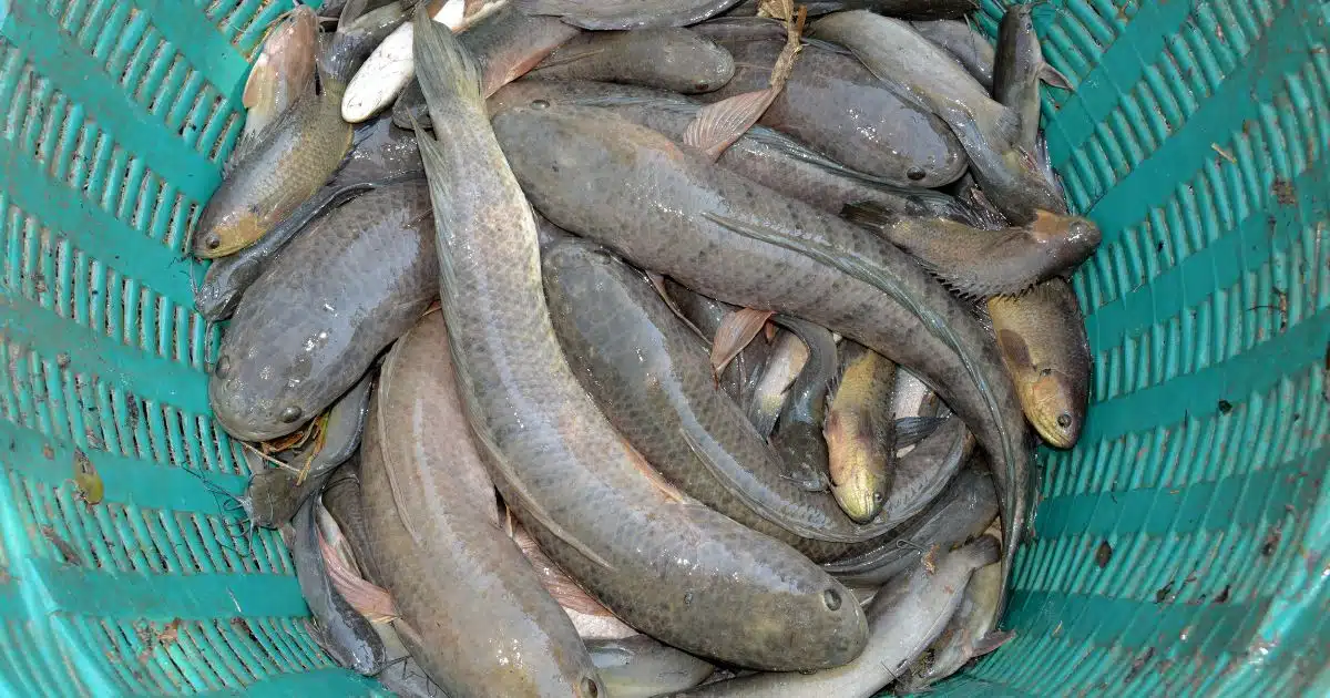 ทำนายฝัน ฝันว่าจับปลาช่อนได้หลายตัว