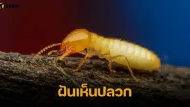 ฝันเห็นปลวก