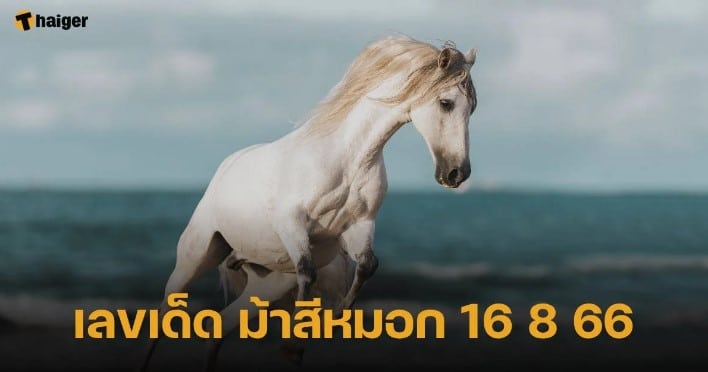 ม้าสีหมอก 16 8 66
