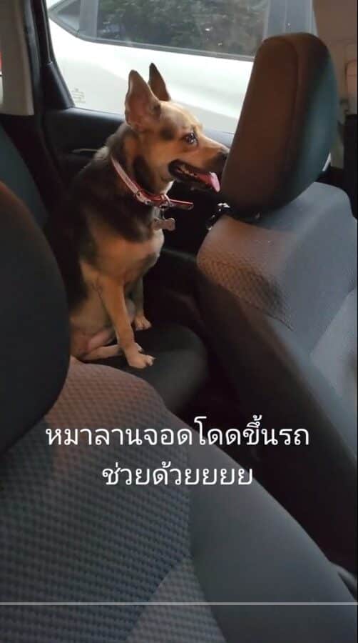 สาวเจอน้องลัคกี้บนรถ