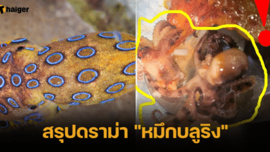 สรุปดราม่า _หมึกบลูริง_