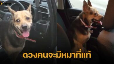 สาวงง เจอหมากระโดดขึ้นรถ