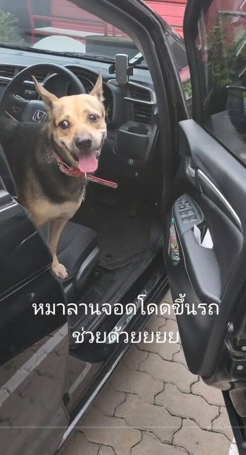สาวเจอเจ้าตูบกระโดดขึ้นรถ