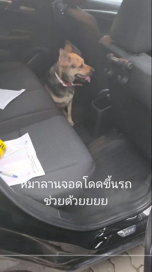 หมากระโดดขึ้นรถ