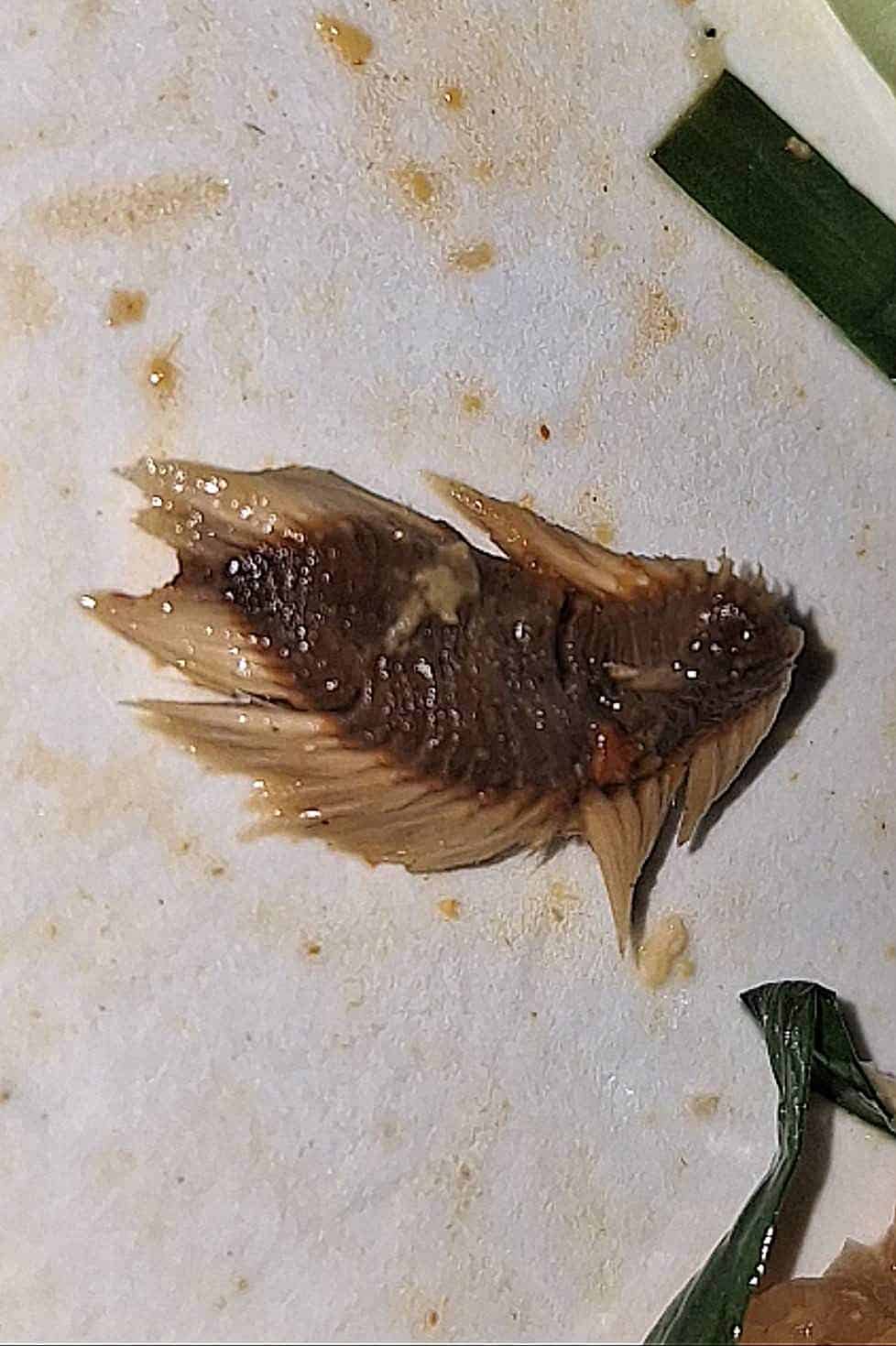 หนอนทะเลในผัดไทย