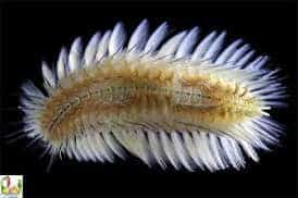 สาวเจอหนอนทะเลในผัดไทย