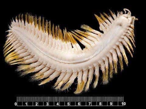 หนอนทะเลในผัดไทย