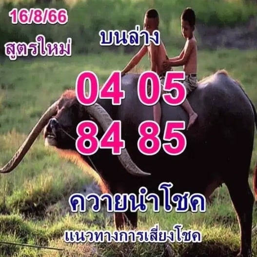 หวยควายนำโชค 16 8 66