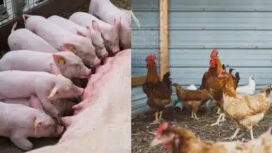 เช็คเงินอุดหนุนค่าอาหารสัตว์ 10000