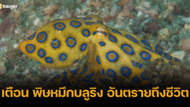 เตือน พิษหมึกบลูริง อันตรายถึงชีวิต