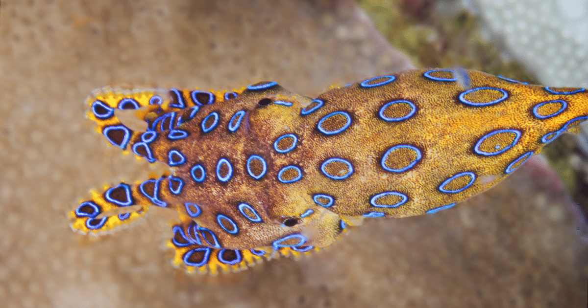 เตือน พิษหมึกบลูริง อันตรายถึงชีวิต อ.เจษฎ์