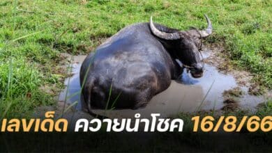 เลขเด็ด ควายนำโชค 16 8 66