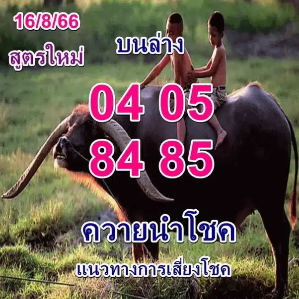 เลขเด็ด ควายนำโชค 16 8 66