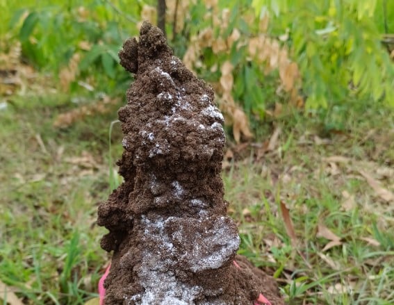 เลขเด็ด จอมปลวกนางอรพิม 16 8 66