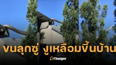 ปกงูเลื้อยขึ้นบ้าน