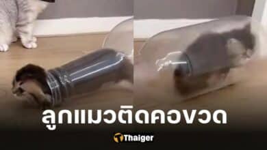 ลูกแมวติดคอขวด