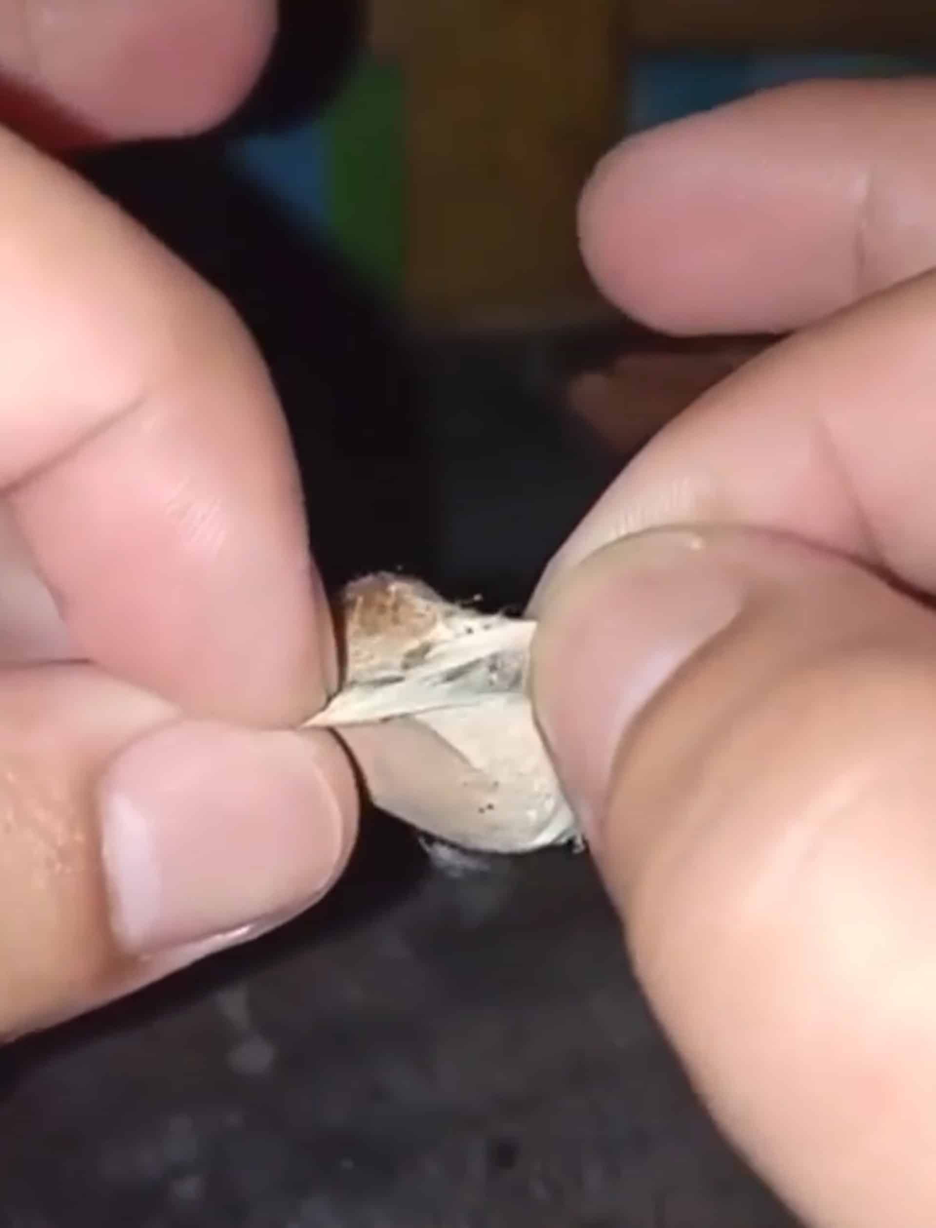 แมงมุมอุ้มอะไร