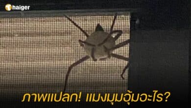 แมงมุมอุ้มอะไร