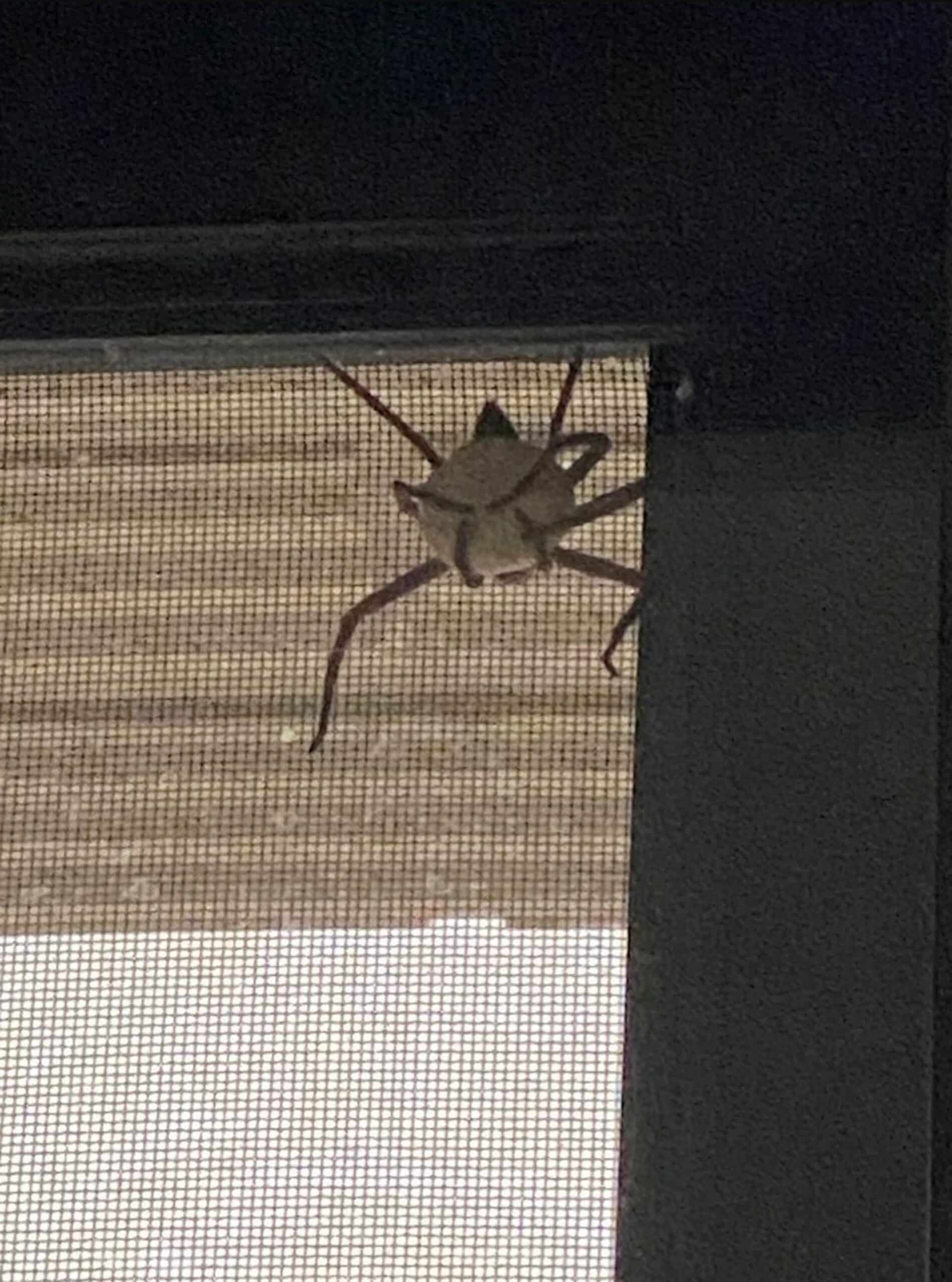 แมงมุมอุ้มอะไร