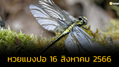 'หวยแมงปอ' จัดเต็มเลขเด็ด เอาใจสายเฉลี่ยซื้อ งวด 16 สิงหาคม 2566