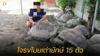 โจรขโมยเต่ายักษ์ 15 ตัว