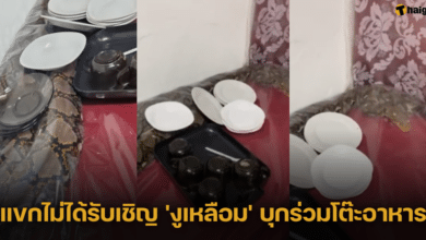 แขกไม่ได้รับเชิญ &#039;งูเหลือม&#039; บุกร่วมโต๊ะอาหาร