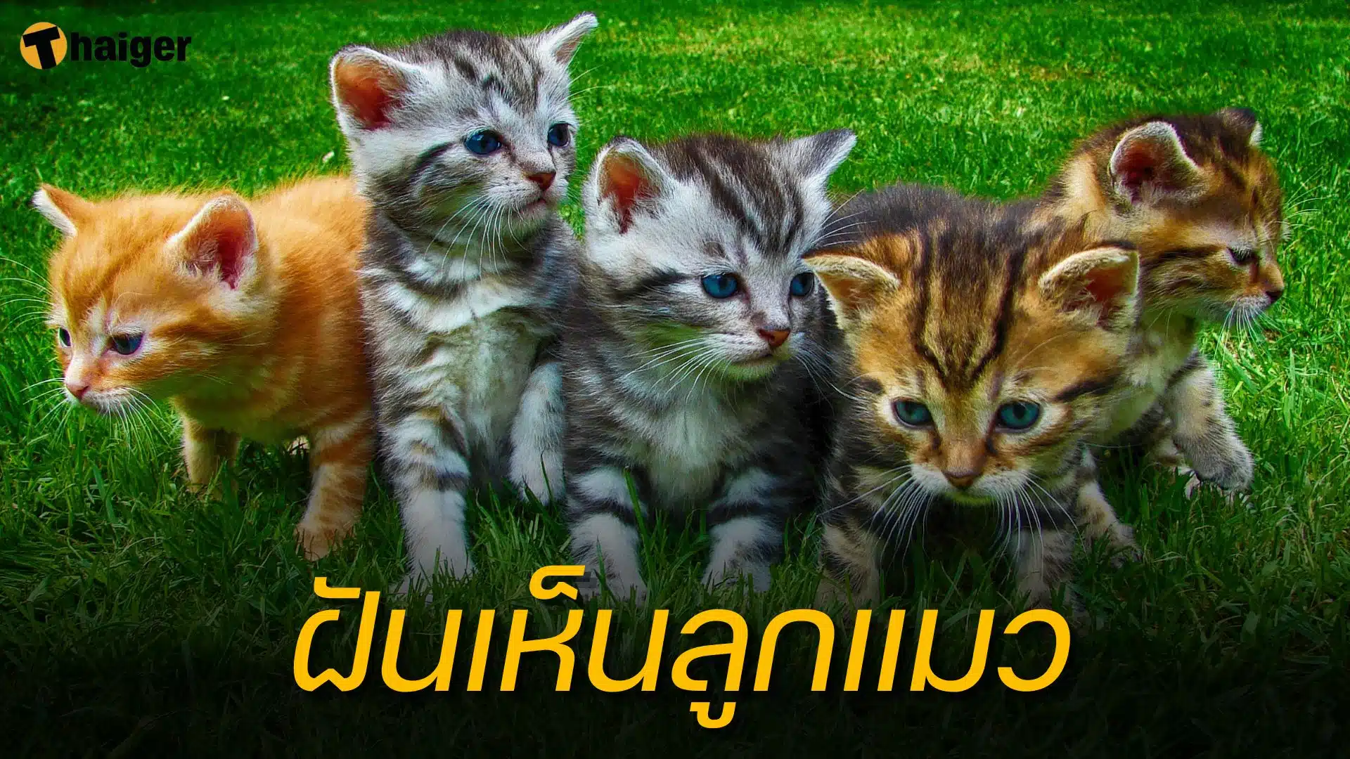 ฝันเห็นลูกแมว ทำนายฝัน ตีเลขเด็ด พร้อมบอกความหมาย | Thaiger ข่าวไทย