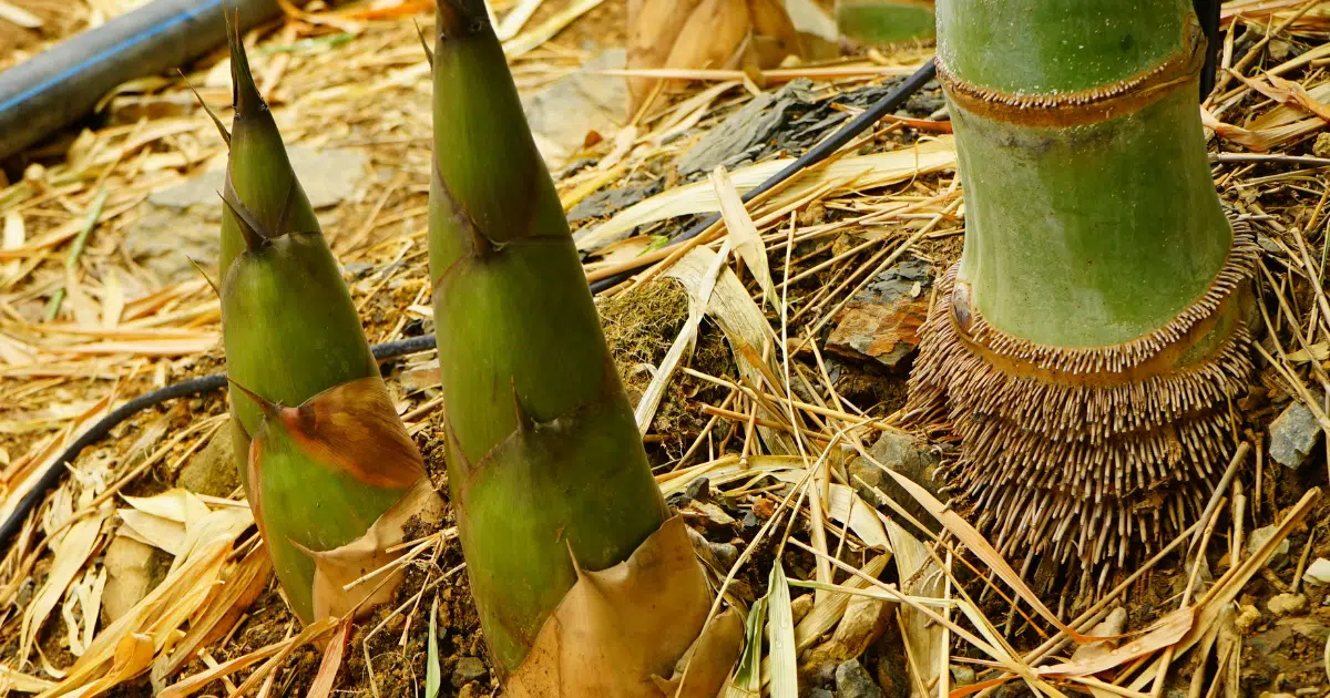 หน่อไม้_ เป็นอาหารแสลง คนป่วยห้ามกินจริงไหม