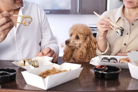 หมาขึ้นโต๊ะอาหาร